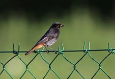 Black Redstart Bird Stock Photos Black Redstart Bird Stock Photos