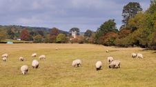 An English Rural Landscape With Grazing Sheep Royalty Free Stock Images An English Rural Landscape With Grazing Sheep Royalty Free Stock Images