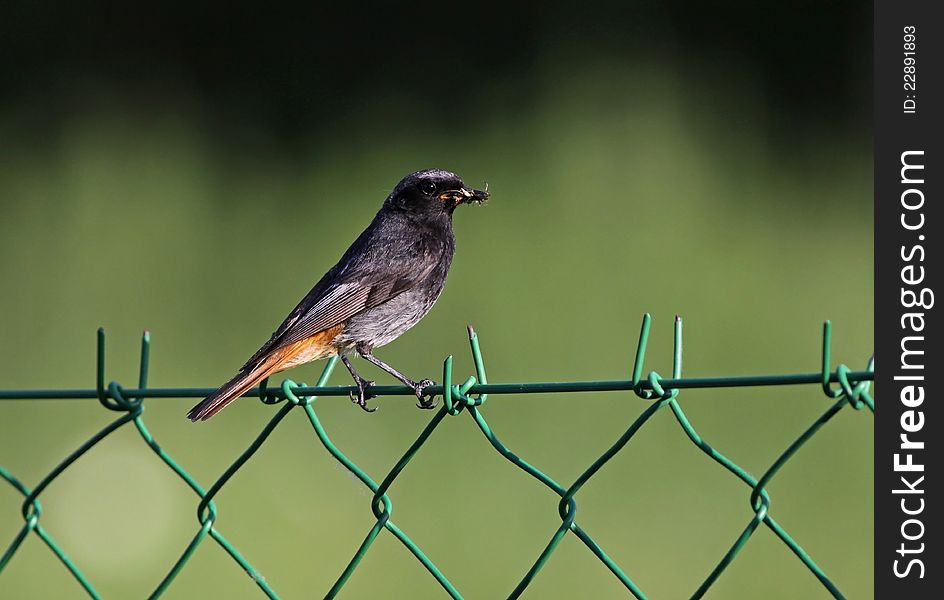 Black Redstart Bird