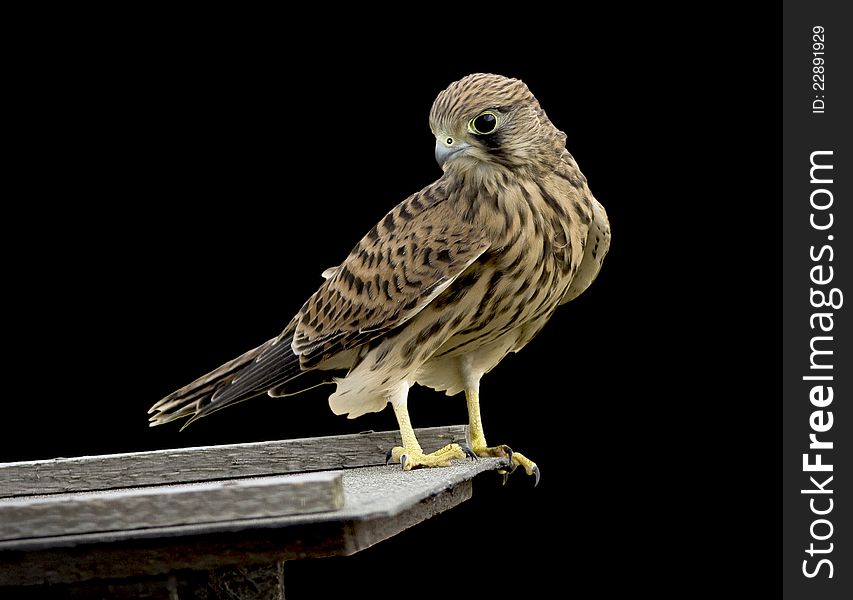 Beautiful, young common kestrel bird