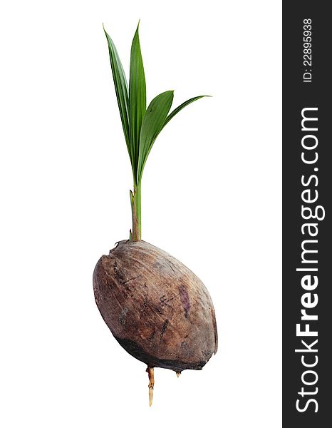 Coconut seedlings, Concept of a new life with Clipping Part