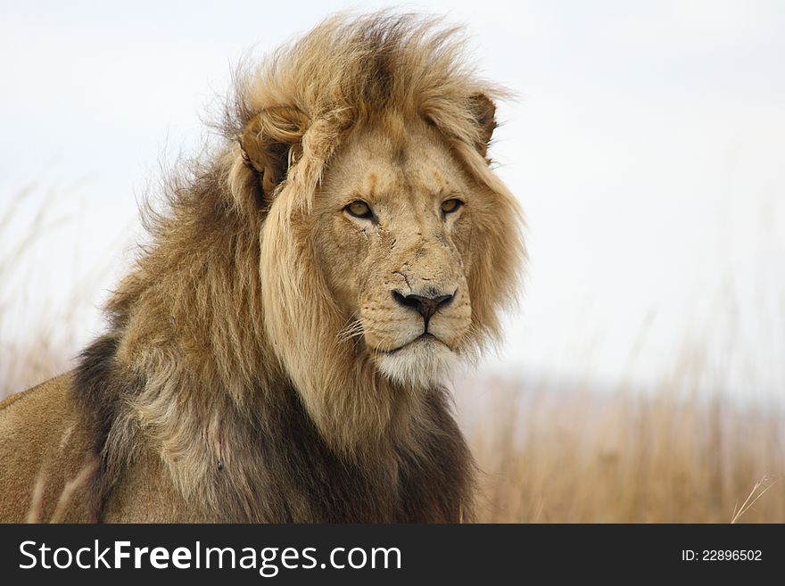 Lion Male with his mane in the wind