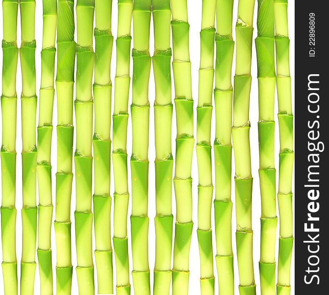 Bamboo Background