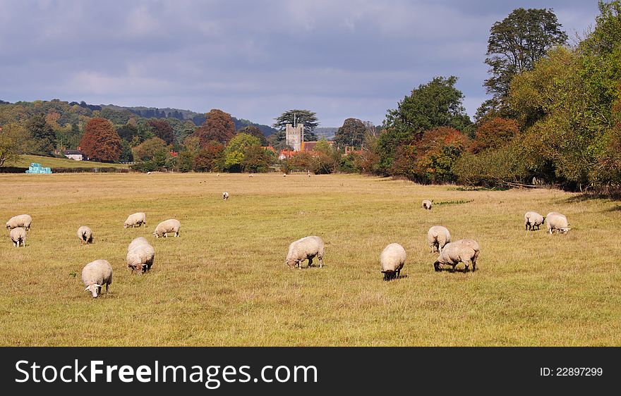 An English Rural Landscape with Grazing Sheep