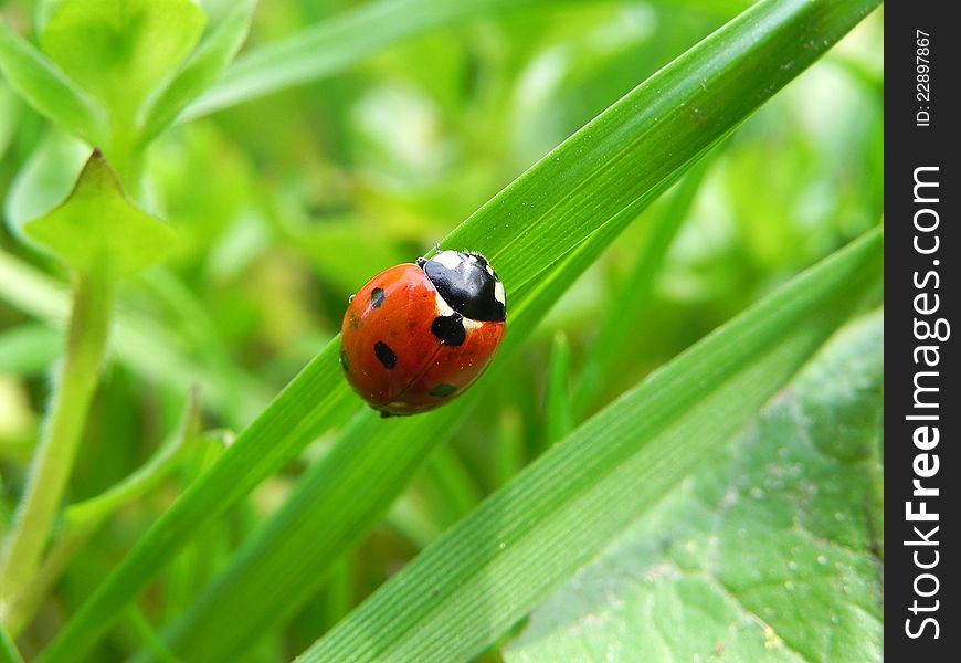Beautiful ladybug in the grass in the summer. Beautiful ladybug in the grass in the summer