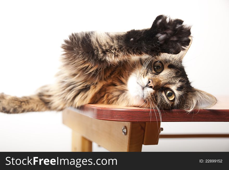 Close-up portrait of a fluffy domestic cat on the table