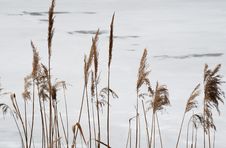 Dry Grass On Ice Background Royalty Free Stock Images