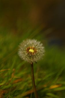 Dandelion Royalty Free Stock Images Dandelion Royalty Free Stock Images