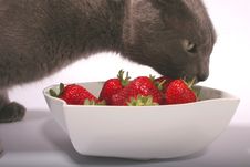 Gray Cat & Strawberries Stock Image
