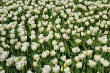 Dutch Tulips Stock Images