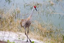 Sandhill Crane Royalty Free Stock Image Sandhill Crane Royalty Free Stock Image