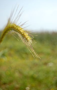 The Stalk. Stock Images The Stalk. Stock Images