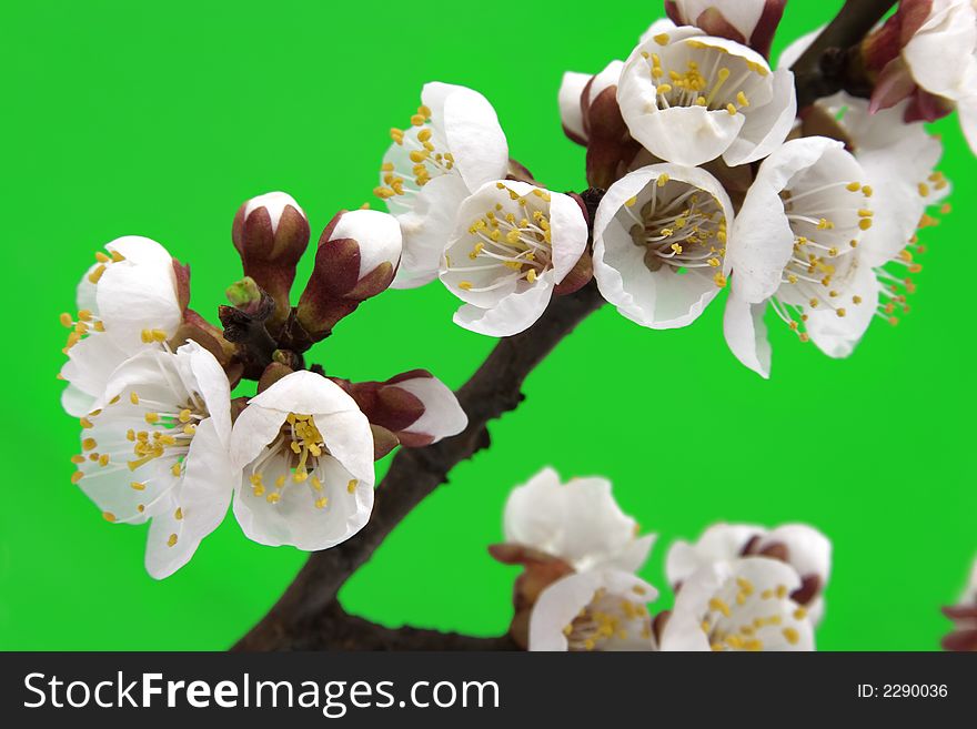 Branch of a blossoming cherry on a green background. Branch of a blossoming cherry on a green background