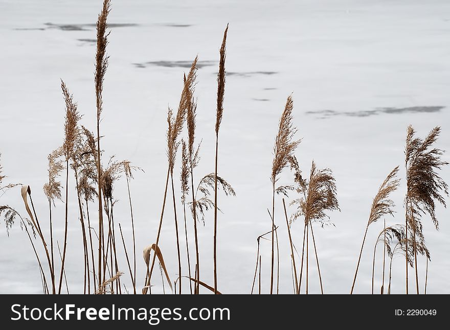 Dry brown yellow grass on ice background. Dry brown yellow grass on ice background.