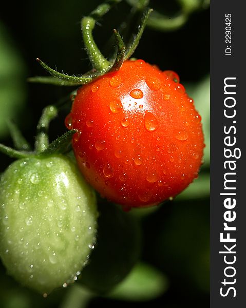 Tomatoes on a vine after the rain