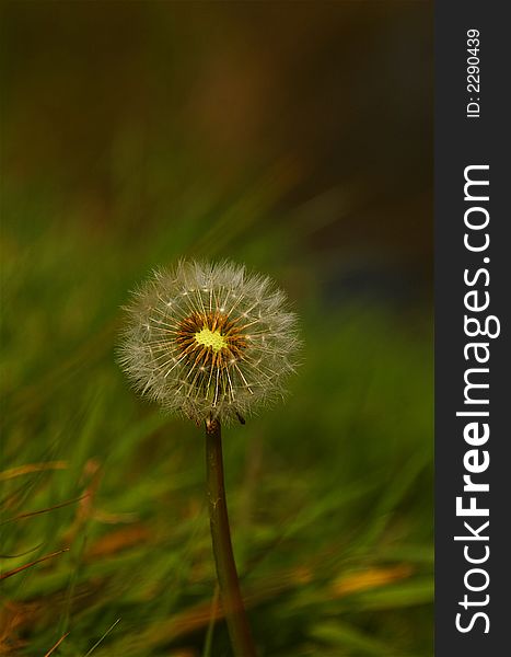 Dandelion seed head up close with blurred background