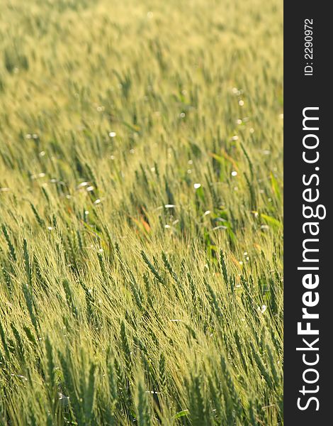 Vertical shot of field of ripening grain. Vertical shot of field of ripening grain