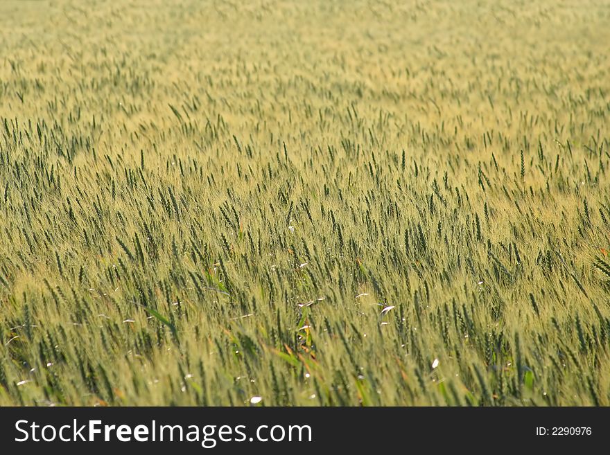 Landscape of field of ripening grain. Landscape of field of ripening grain