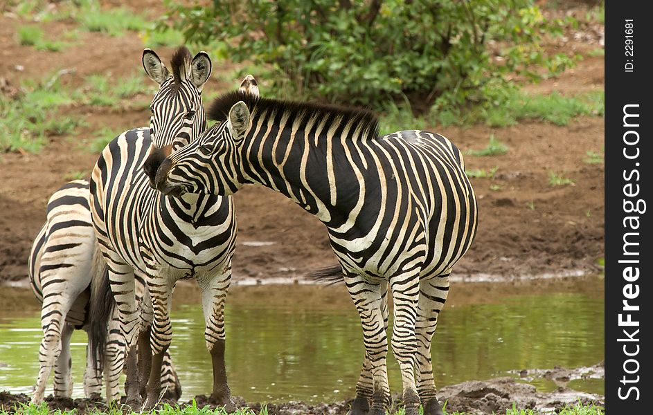 Zebra attempting a stolen kiss