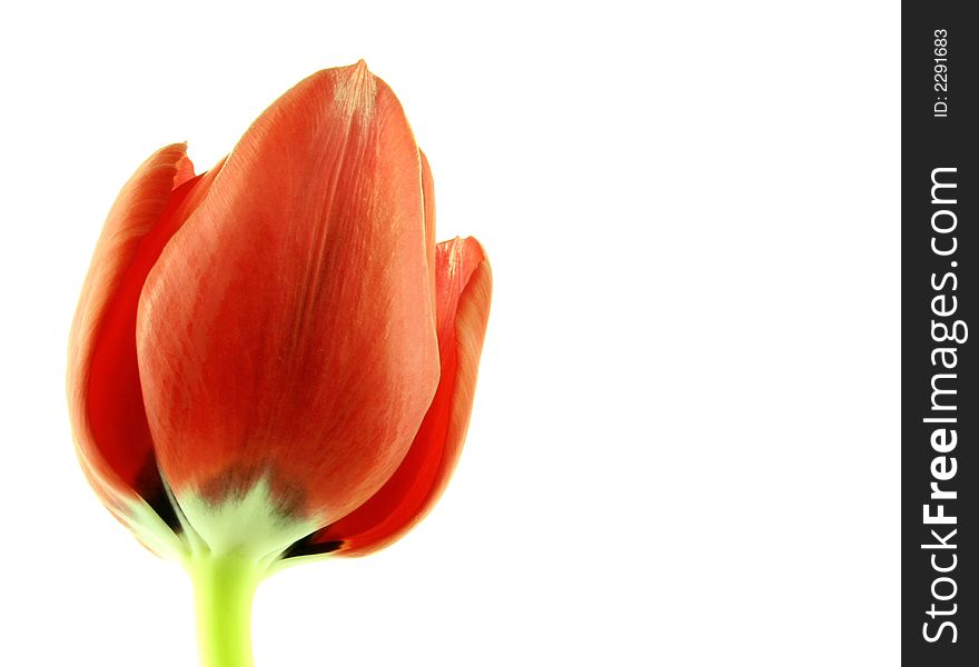 Close up of a red tulip