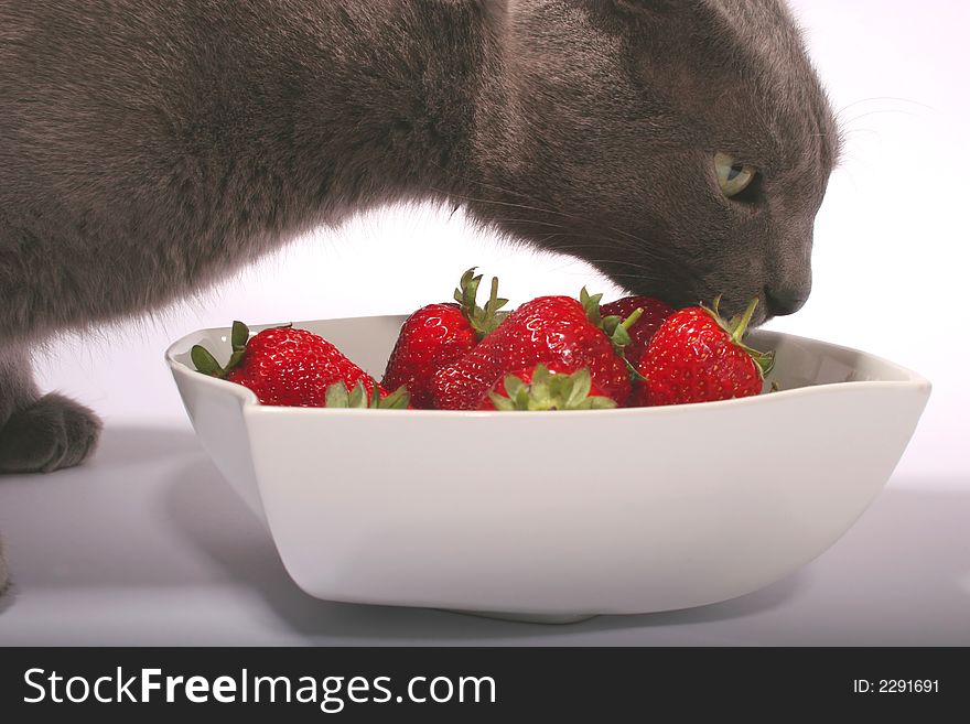 A gray cat curious about a bowl of red strawberries against a white background. A gray cat curious about a bowl of red strawberries against a white background