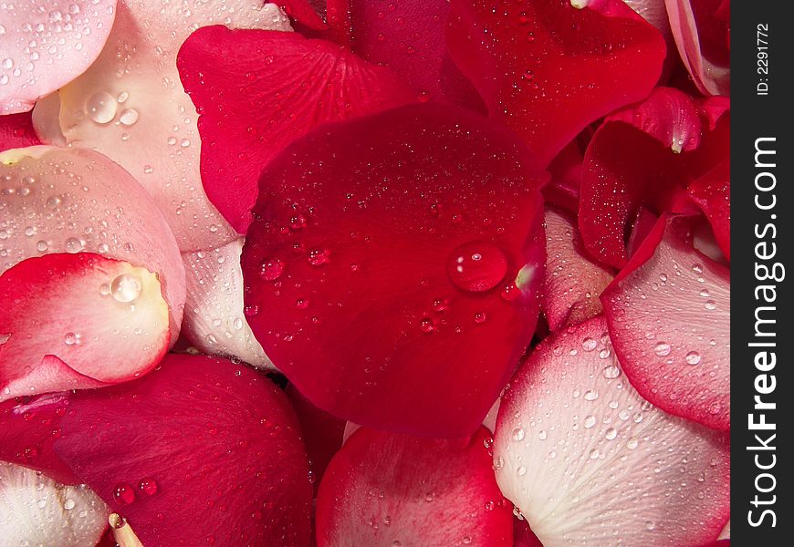 Pink and red rose petal background represent peace, love and relaxation. Pink and red rose petal background represent peace, love and relaxation.