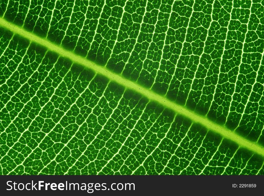 Green Leaf Fibres Texture Image. Green Leaf Fibres Texture Image