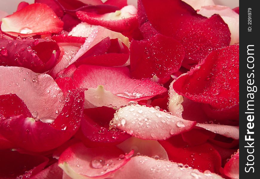 Pink and red rose petal background represent peace, love and relaxation. Pink and red rose petal background represent peace, love and relaxation.