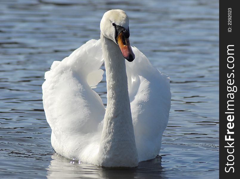 Beautiful swan swimming at viewer