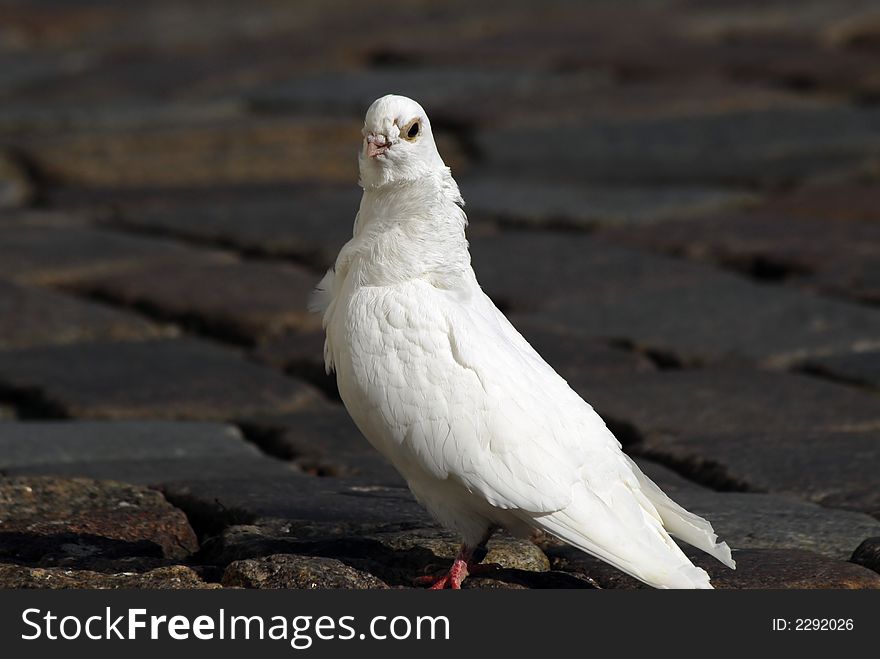 White dove walking on ground