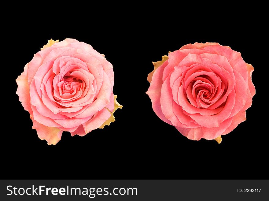 Two red roses, isolated on black background