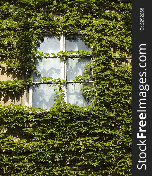 Old windows on the central european building with ivy foliage wall