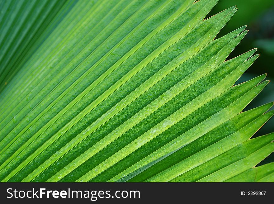 Palm Tree Leave3