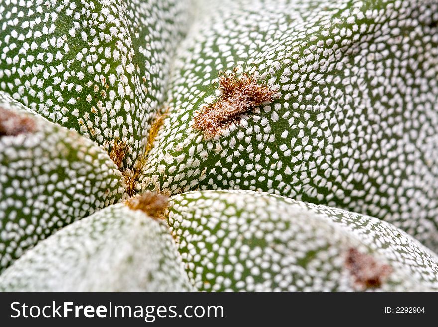 Vegetable detail is a extreme macro of a fat plant. Vegetable detail is a extreme macro of a fat plant