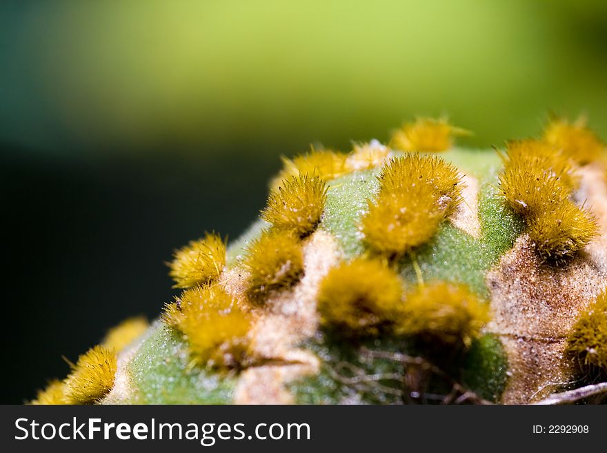 Vegetable detail is a extreme macro of a fat plant. Vegetable detail is a extreme macro of a fat plant