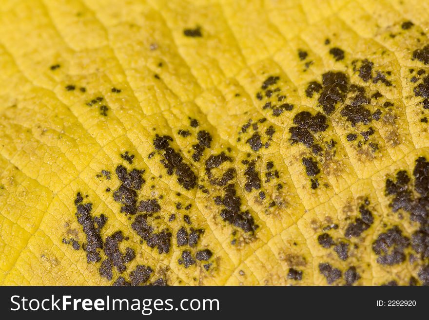 A Dead Leaf with the yellow color of the dead