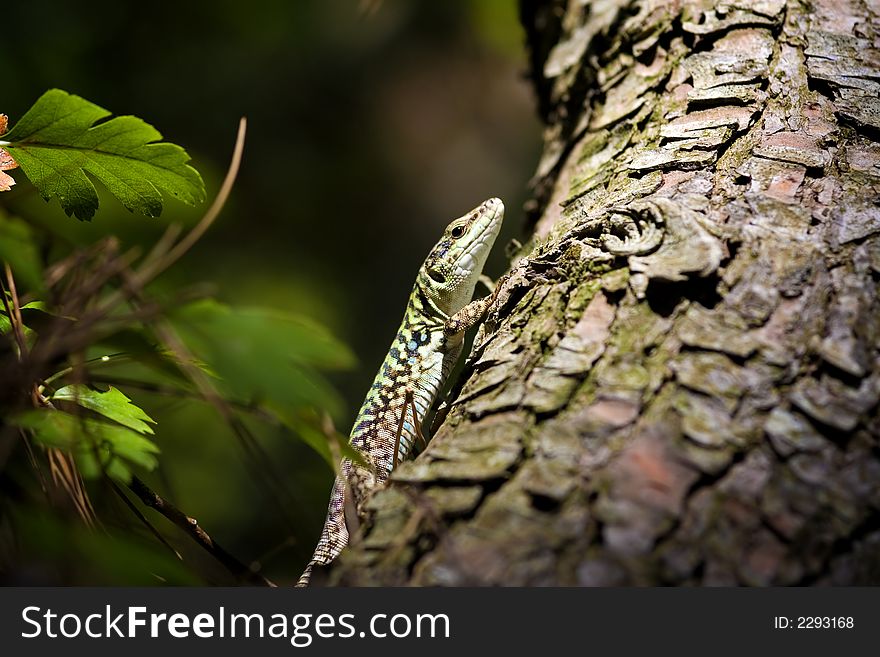 A lizard rising on the trunk of the wood. A lizard rising on the trunk of the wood