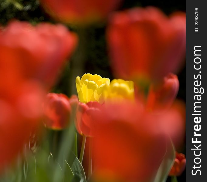 Isolated yellow tulips surrounded by a frame of red tulips