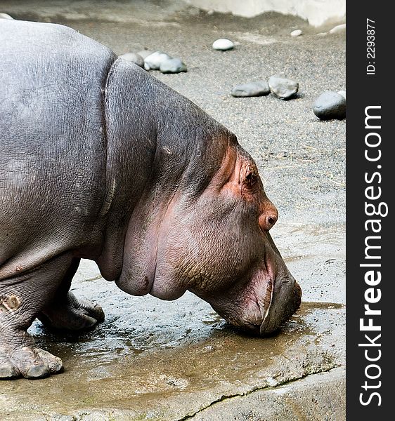 A hippopotamus drinking water off the ground. A hippopotamus drinking water off the ground.