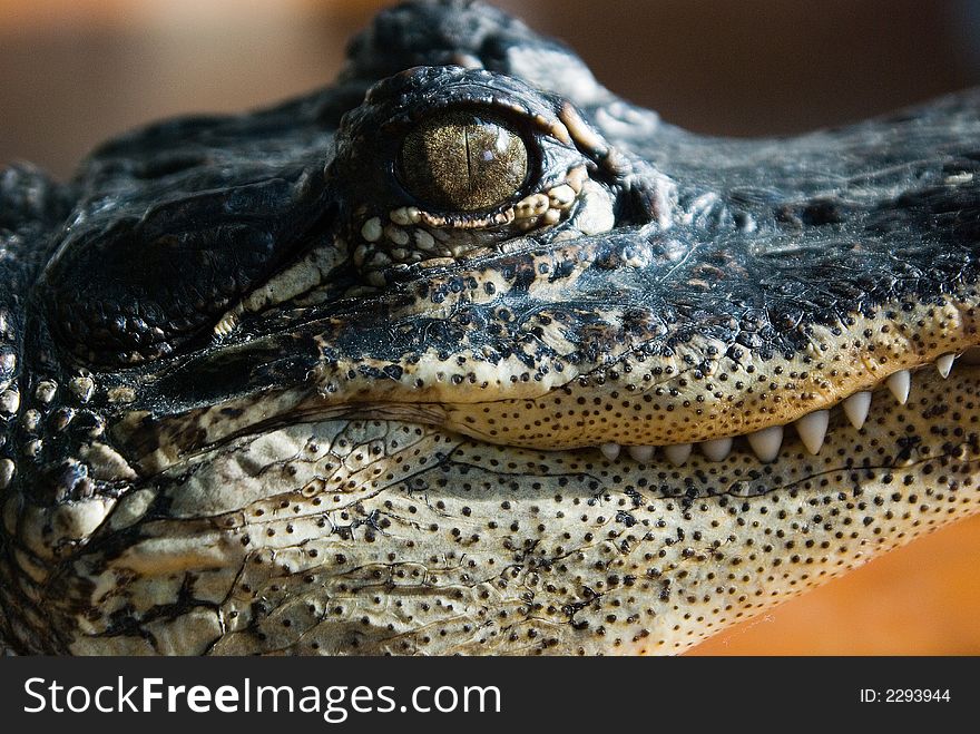 A portrait of an alligator (from the side). A portrait of an alligator (from the side).