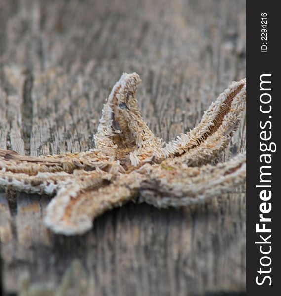 Dried Starfish On Pier