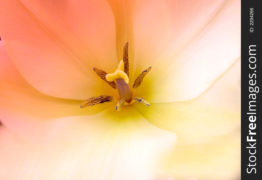 Close-up photo of white-yellow tulip in natural light. Close-up photo of white-yellow tulip in natural light