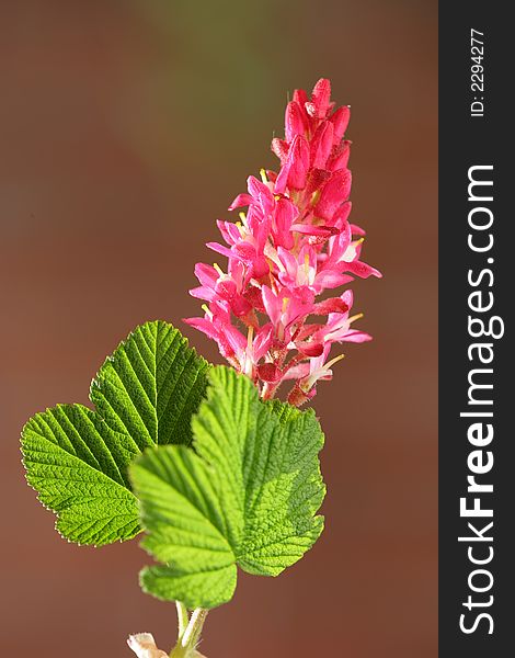 Photo of red flowers in early springtime. Photo of red flowers in early springtime