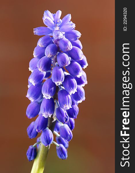 Close-up photo of blue spring flower (in Scandinavia)