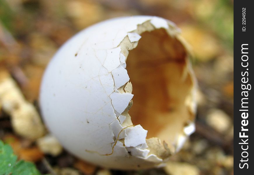 A hatched egg in the forest. A hatched egg in the forest