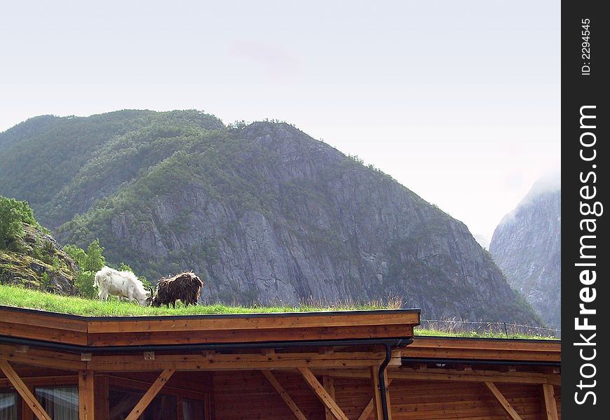 Goats On A Roof 01