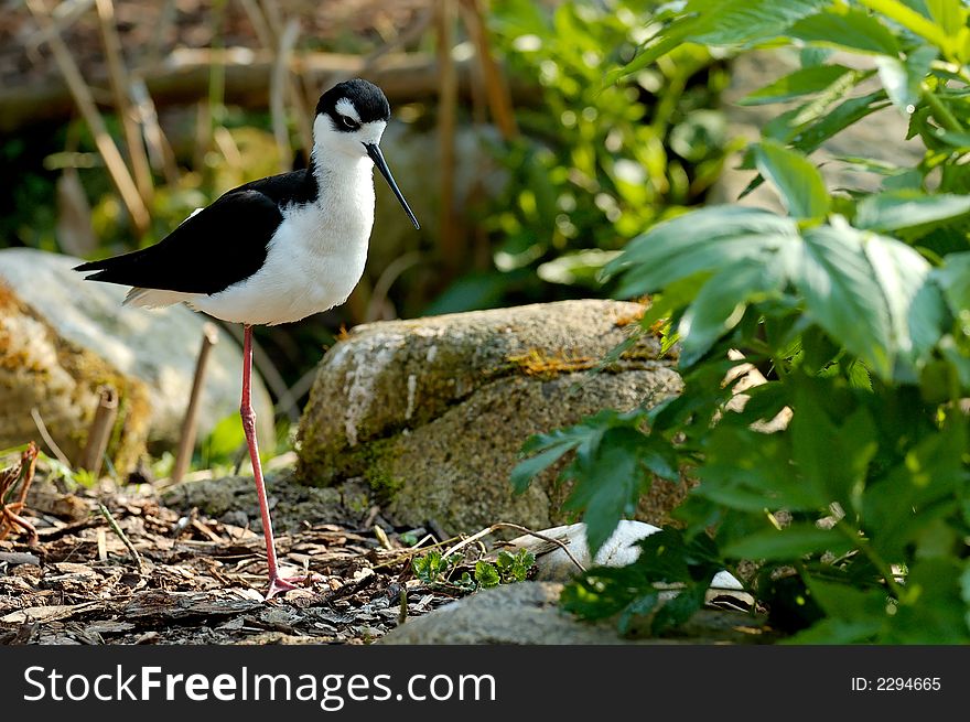 Black-necked Stilt with White spot above eye in dark cap. The Black-Necked Stilt is a dark-backed shorebird with a long neck and a thin, straight black bill.