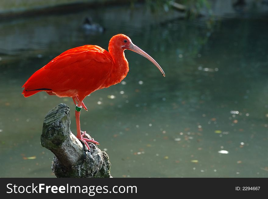 A Scarlet Ibis on a trunk - very, very red !