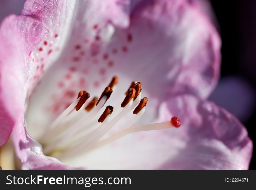 A quite abstract macro picture of a pink rhododendron bloom. A quite abstract macro picture of a pink rhododendron bloom.