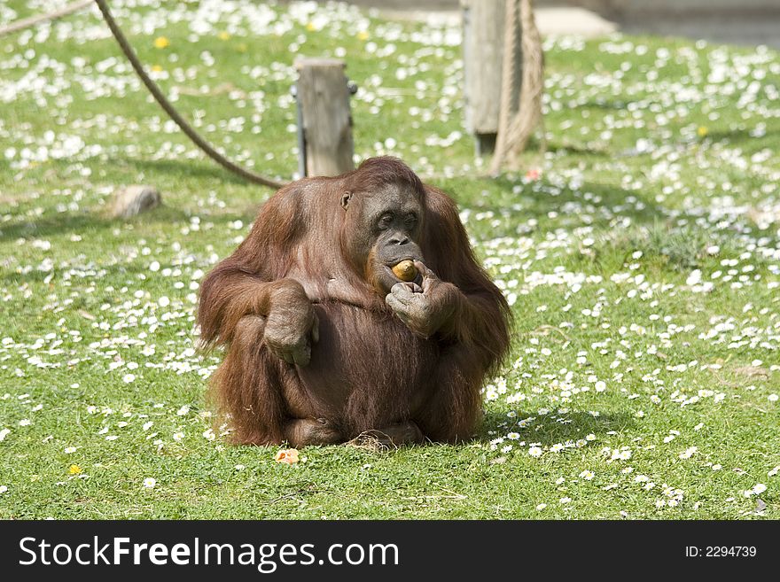 Funny monkey eating a snak. Funny monkey eating a snak